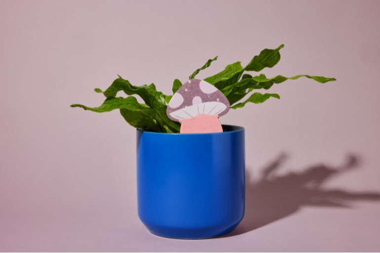 PlantDoc Mushroom! Biodegradable Color-Changing Moisture Meter for Plants