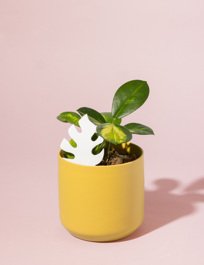 colour changing plant pot PlantDoc Monstera: Biodegradable Color-Changing Moisture Meter for Plants, 5-Pack