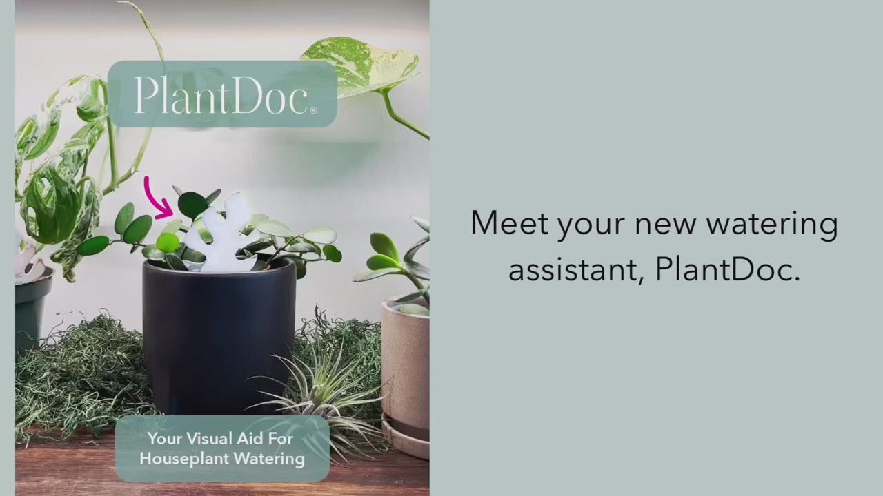 Load video: Video of  how to use PlantDoc moisture meter. Step 1: insert PlantDoc into the soil. Step 2: water houseplant as usual. Step 3: Watch PlantDoc change color. Step 4: PlantDoc will turn to white as the soil dries. Water your plant as needed.